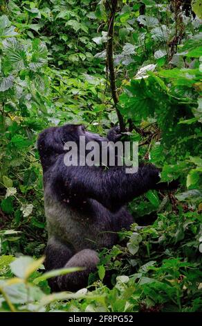Silverback. L'un des quelque 400 Gorilles de montagne de l'est menacées vivant dans le parc national impénétrable de Bwindi, en Ouganda. Banque D'Images