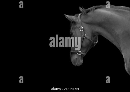 Magnifique Black and White Sad Racing Horse Banque D'Images