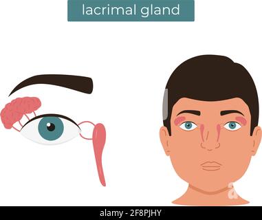 Illustration vectorielle plate de l'anatomie de la glande lacrymale. Illustration de Vecteur