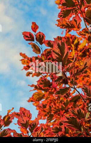 Feuilles rouges sur un arbre avec fond bleu ciel Banque D'Images