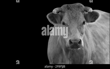 Portrait de vache noir et blanc sur fond noir Banque D'Images