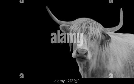 Gros plan Big Horn Highland Cattle Banque D'Images