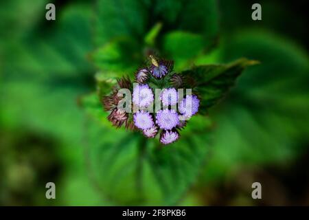 fleur pourpre avec arrière-plan flou Banque D'Images