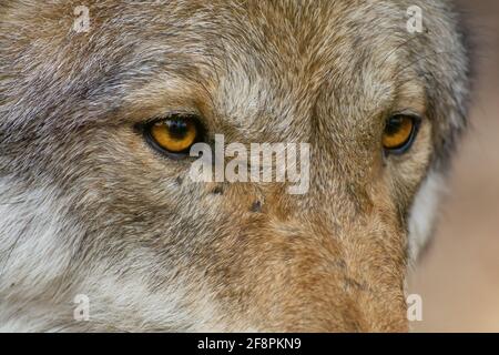 Le loup gris d'Europe (Canis lupus lupus) Banque D'Images