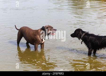 Un moment paisible d'interaction alors que deux chiens se tiennent ensemble dans un lac, profitant d'une journée d'été rafraîchissante et de l'amitié. Banque D'Images