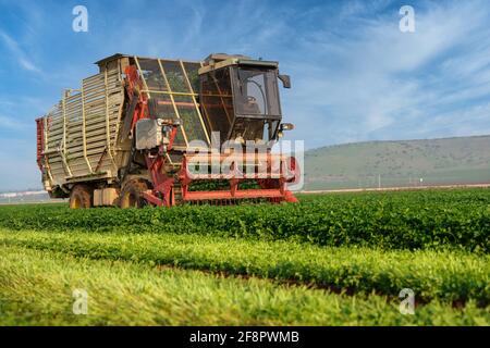 La machinerie agricole hache les herbes dans un champ agricole vert. Banque D'Images