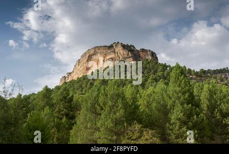 Forêt de pins autrichiens, Pinus nigra. Photo prise près de la lagune d'Uña, Parc naturel de Serrania de Cuenca, Espagne Banque D'Images