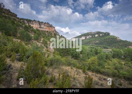 Forêt de pins autrichiens, Pinus nigra. Photo prise près de la lagune d'Uña, Parc naturel de Serrania de Cuenca, Espagne Banque D'Images