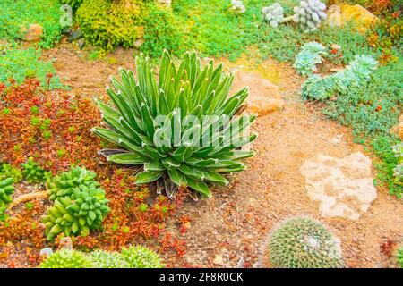 Agave victoriae reginae dans le désert du Mexique et du États du sud de l'Amérique et autres succulents autour Banque D'Images