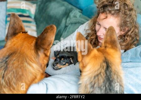 La jeune femme est assise sur le canapé avec son petit chiot Jack Russell Terrier dans les bras. Deux Shepherds allemands hors du foyer regardent curieusement Banque D'Images