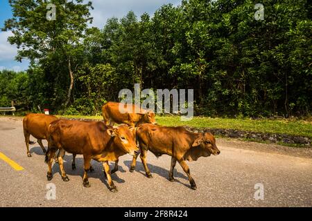 Magnifique paysage vert vif avec des buffles lors du voyage du parc national Phong Nha Ke Bang à Cua Lo au Vietnam. Photo de paysage rural prise au sou Banque D'Images