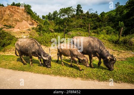 Magnifique paysage vert vif avec des buffles lors du voyage du parc national Phong Nha Ke Bang à Cua Lo au Vietnam. Photo de paysage rural prise au sou Banque D'Images