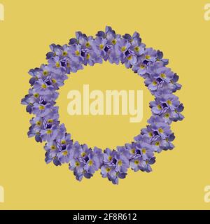 Cadre rond de primroses bleues sur fond jaune Banque D'Images