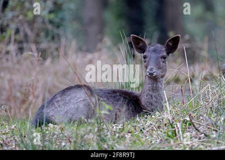 Cerf en jachère femelle foncé couché sur la forêt de Dean Royaume-Uni Banque D'Images