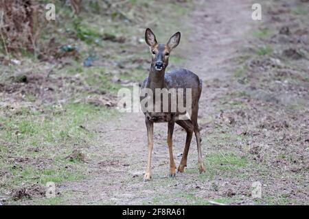 Femme Roe Deer Forest de Dean Royaume-Uni Banque D'Images