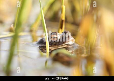 Grenouille dans un étang pendant la saison d'accouplement sur un soleil matin du printemps Banque D'Images