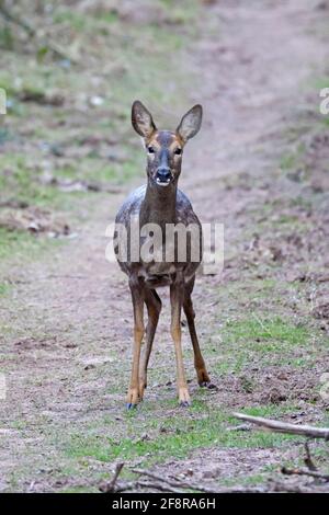 Femme Roe Deer Forest de Dean Royaume-Uni Banque D'Images