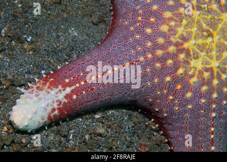 Nahaufnahme Seesterns (Indonésie) - colse up of Sea star (Indonésie) Banque D'Images