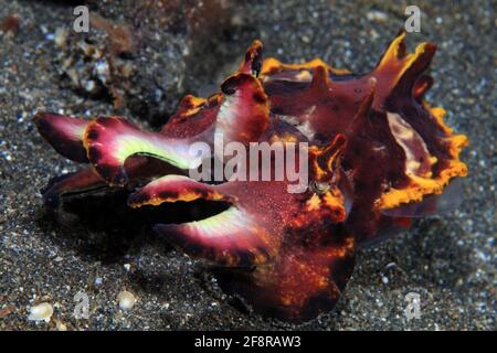 Pfefeffers Prachtsepie, Flamboyant, Metasepia pfeferi, Lembeh, Sulawesi, Indonésie Banque D'Images