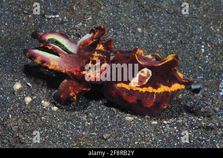 Pfefeffers Prachtsepie, Flamboyant, Metasepia pfeferi, Lembeh, Sulawesi, Indonésie Banque D'Images