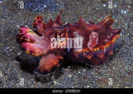 Pfefeffers Prachtsepie, Flamboyant, Metasepia pfeferi, Lembeh, Sulawesi, Indonésie Banque D'Images