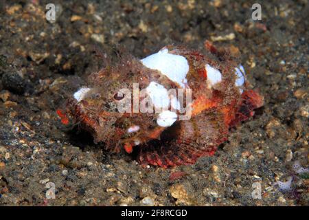 Buckel-Drachenkopf (Scorpaenopsis diabolus) Gut getarnt im Riff (Lembeh, Sulawesi, indonésien) - Scorpionfish du diable / Faux Stonefish (Lembeh, S Banque D'Images