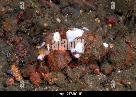 Buckel-Drachenkopf (Scorpaenopsis diabolus) Gut getarnt im Riff (Lembeh, Sulawesi, indonésien) - Scorpionfish du diable / Faux Stonefish (Lembeh, S Banque D'Images