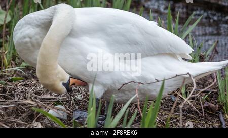 Un cygne se prène sur son nid. Banque D'Images