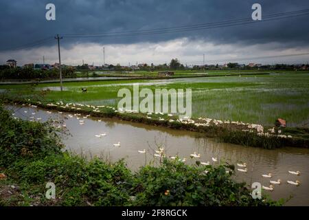 Ferme de canards près de la réserve naturelle Van long, Tam COC, Ninh Binh au Vietnam. Paysage rural photo frmo le bateau pris dans le sud-est de l'Asie. Banque D'Images