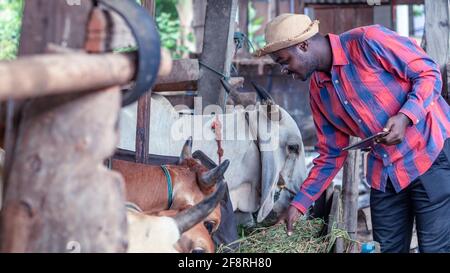 Agriculteur africain homme nourrissant de l'herbe pour une vache dans le Exploitation avec utilisation de tablette.Agriculture ou concept de culture Banque D'Images