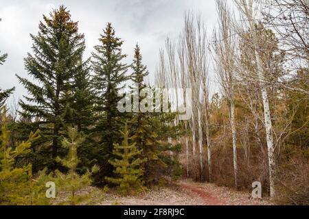 Plan à angle bas de la voie naturelle dans la forêt avec des pins et populus au printemps Banque D'Images
