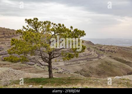 Un seul pin au milieu d'immenses montagnes avec des nuages sombres Banque D'Images