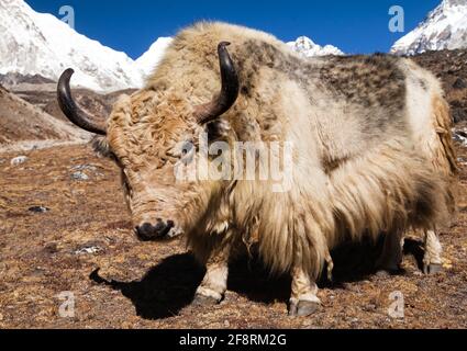 Yak sur le chemin de l'Everest camp de base et le mont Pumo ri - Népal Banque D'Images