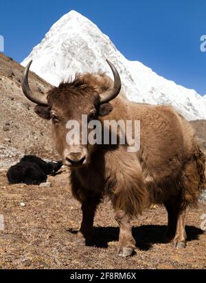 Yak sur le chemin de l'Everest camp de base et le mont Pumo ri - Népal Banque D'Images