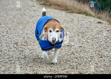 Chien Beagle dans un manteau bleu, marcher pendant la pluie Banque D'Images