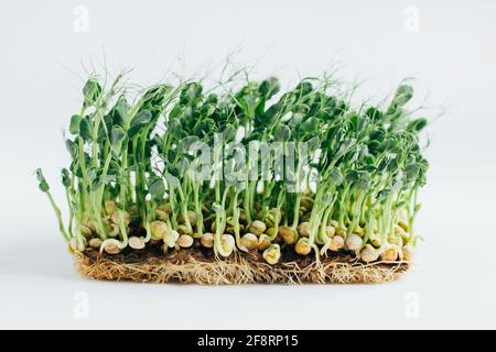 Germes Microgreens isolés sur fond blanc. Légumes micro pousses de tournesol, microverts closeup, graines de tournesol germées en croissance, minimale Banque D'Images