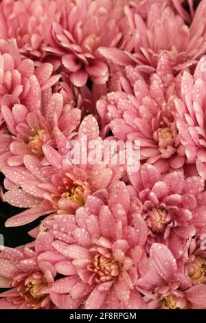 Chrysanthème avec des gouttelettes. Banque D'Images