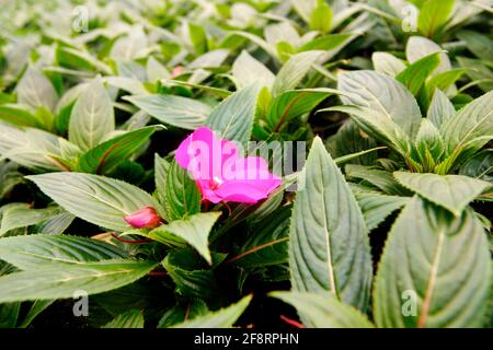 impatiens, occupé Lizzy (Impatiens walleriana), dans une serre d'une pépinière, Autriche Banque D'Images