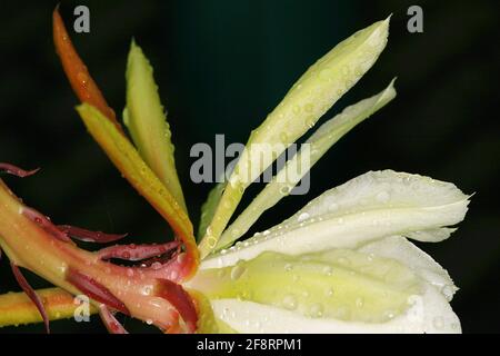 Cactus d'épi (spéc. D'échinopsis), fleur Banque D'Images