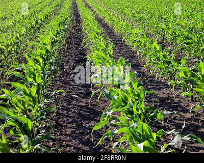 Maïs indien, maïs (Zea mays), champ de maïs avec jeunes plantes, Autriche Banque D'Images