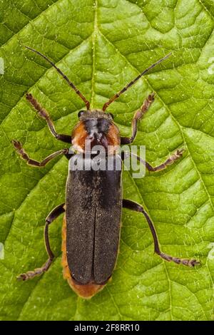 Le coléoptère commun cantharide (Cantharis fusca) est posé sur une feuille Banque D'Images