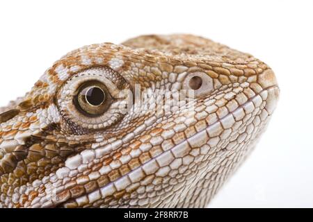 Dragon central Bearded (Pogona vitticeps), portrait, découpe Banque D'Images