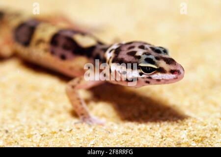 Le gecko léopard (Eublepharis macularius), portrait Banque D'Images