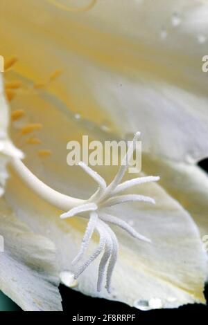 Cob cactus (Echinopsis spec.), fleur, stigmate Banque D'Images