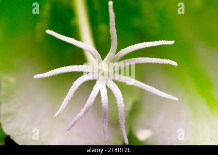 Cob cactus (Echinopsis spec.), fleur, stigmate Banque D'Images