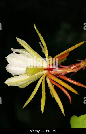 Cactus d'épi (spéc. D'échinopsis), fleur Banque D'Images