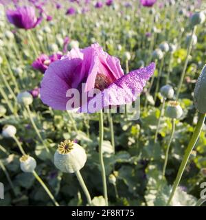 Pavot à opium, pavot à pain (Papaver somniferum), champ de pavot à opium, Autriche Banque D'Images