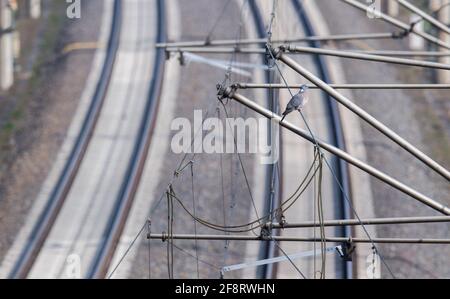 Sorsum, Allemagne. 15 avril 2021. Un pigeon se trouve sur une ligne électrique sur la route de GLACE rénovée entre Hanovre et Göttingen. Lors de la Conférence des ministres des Transports (VMK), les États fédéraux discutent de l'expansion rapide du transport ferroviaire avec le gouvernement fédéral. Credit: Julian Stratenschulte/dpa/Alay Live News Banque D'Images