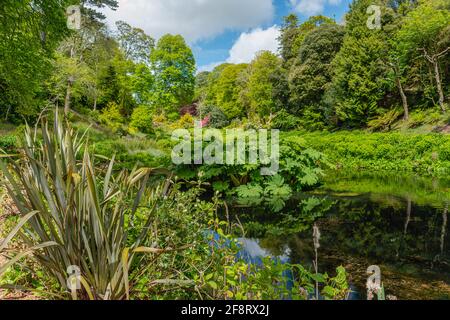 Mallard Pool au centre de Trebah Garden, Cornwall, Angleterre, Royaume-Uni Banque D'Images