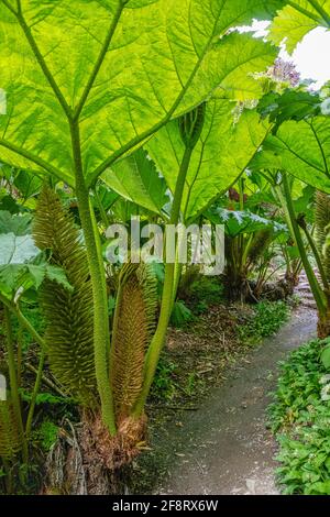 Gunnera Jardin Passage au centre de Trebah Garden, Cornwall, England, UK Banque D'Images